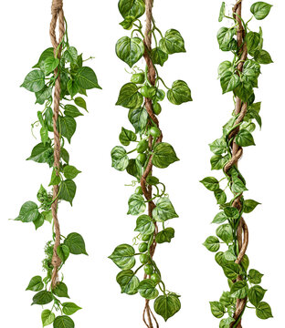jungle vines set isolated on white transparent background - design element cut-out object collection