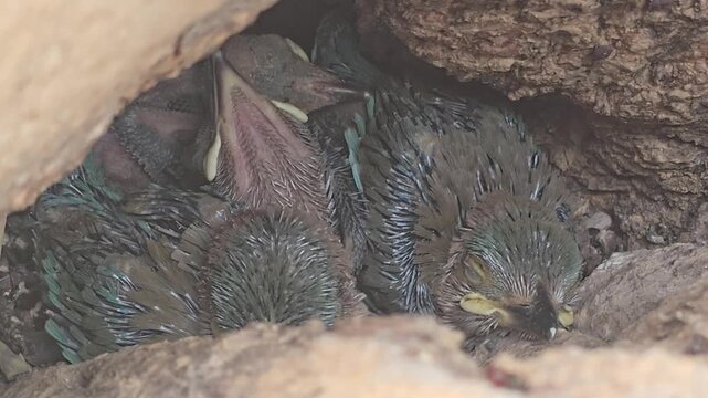 Baby birds huddling in tree hollow nest, hungry hatchlings with open beaks in natural wood cavity, wild avian chicks in forest habitat