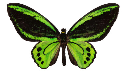 Green and black butterfly with vibrant wings and black spots © Isolde