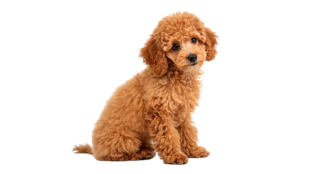 Small fluffy apricot poodle puppy domestic dog sitting full body on transparent background