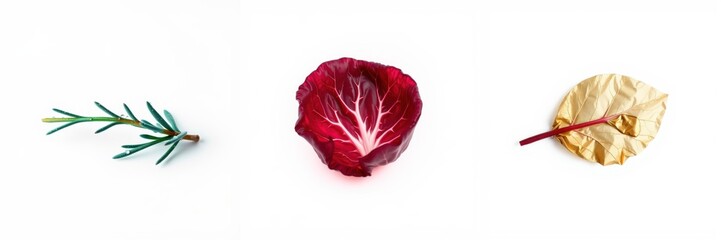 Obraz premium Minimalist composition. Rosemary sprig, red cabbage section, golden leaf presented on white surface. Simple, elegant food styling.
