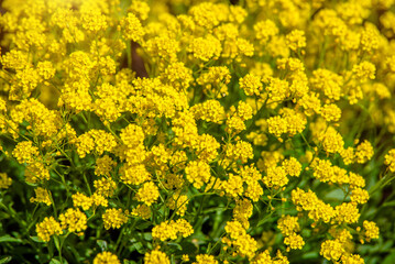 Obraz premium rock alyssum on a green natural background 
