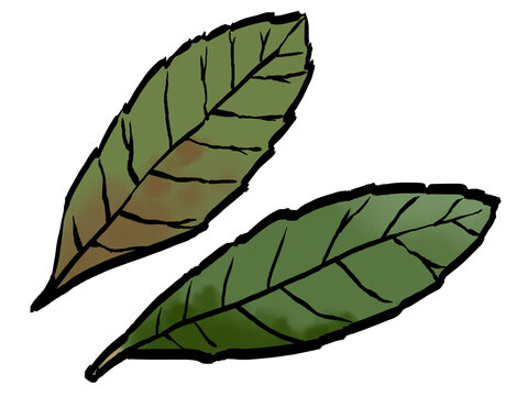 ビワヨウ （筆タッチ/漢方）生薬 和風 / Hand-Drawn Loquat Leaf Herb Illustration in Brush Style