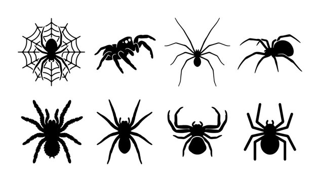Spider Web and Insect Icons, Arachnid Vector Collection, Halloween and Horror Graphics, Black Silhouette Set