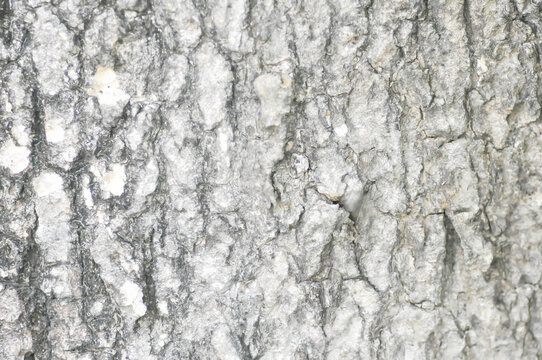 tree bark or bark , Alstonia scholaris or APOCYNACEAE or Devil Tree or White Cheesewood or Devil Bark or Black Board Tree