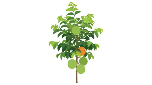 Persimmon Tree With Fruit Vector Illustration On White Background