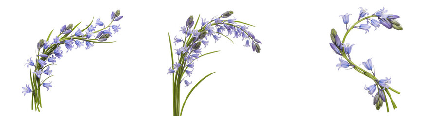 Fototapeta premium A Set of delicate bluebell PNG flower stems, soft wild woodland blooms and buds for spring wedding invitations, cards, posters, branding, scrapbooking and decor