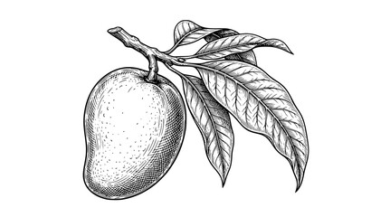 Black and White Mango Fruit Vector Illustration with Leaves Botanical Engraving Isolated on White Background © MstKamrun