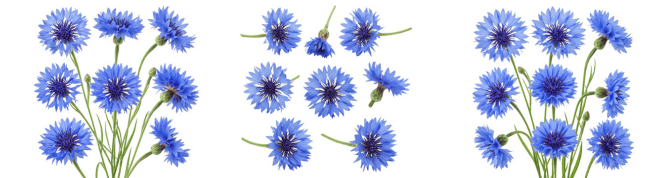 A Set of blue cornflower floral elements isolated, realistic wildflower bouquet clipart, rustic summer meadow blossoms collection, transparent background PNG illustration

