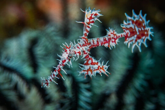 Colorful harlequin ghost pipefish camouflaged among coral branches underwater