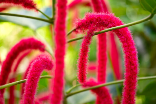 The vibrant crimson catkins of Acalypha hispida cascade through lush green foliage. Their soft, velvety texture and brilliant color create a striking tropical scene full of exotic beauty and charm.