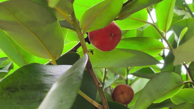 The Diospyros blancoi tree, known as the Velvet Apple, stands lush and tall. Its unique fruits are highly valued in traditional Malaysian medicine. This species offers numerous health benefits.