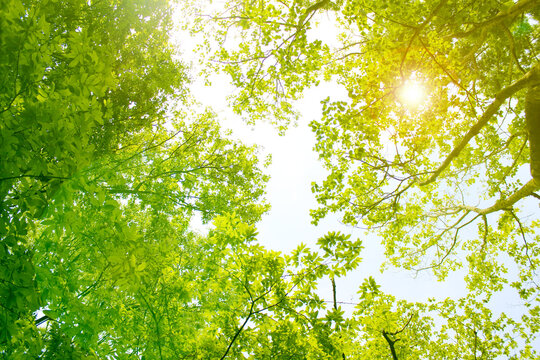 青空と夏の森 輝く太陽 公園 ナチュラル