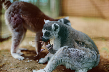 lemur ringtailed animal zoo primate mammal wildlife baby sitting and feeding on a branch in an enclosure, cute furry portrait showing grooming behavior and playful tail in natural light. © SHOTPRIME STUDIO