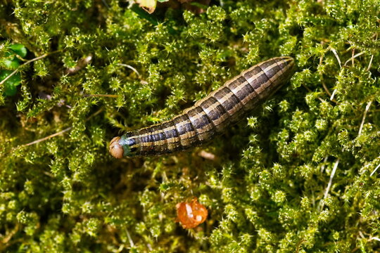  Wei&szlig;gerippte Lolcheule (Tholera decimalis, Epineuronia popularis), zuweilen auch als Gro&szlig;e Raseneule bezeichnet