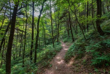 Fototapeta premium Authentic Korean Mountain Forest Trail in Summer