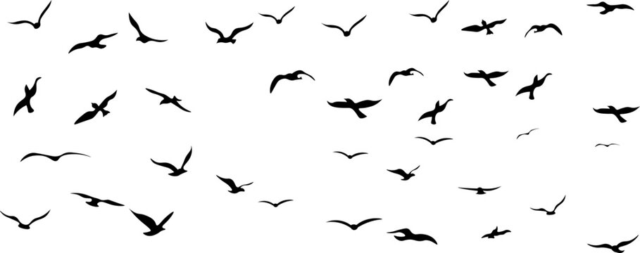 Flock of Birds Flying Silhouette
