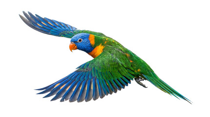 Obraz premium Vibrant Rainbow Lorikeet Parrot Flying Mid-Air Against White Background