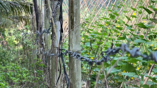 Barbed wire runs along wooden supports forming a wire fence structure across an area with trees and shrubs surrounding the fencing line. Rural fencing.
