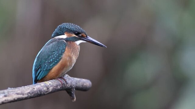 Juvenile common kingfisher chirping on a branch close up