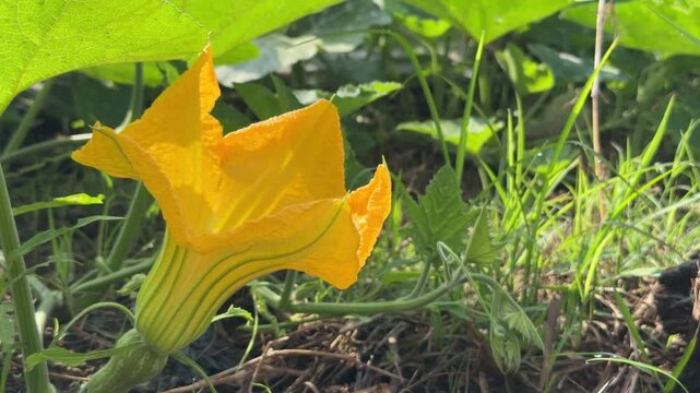 Vertical view of a pumpkin flower positioned among spreading leaves growing on cultivated land inside a vegetable plot in an agricultural environment. Field cultivation.