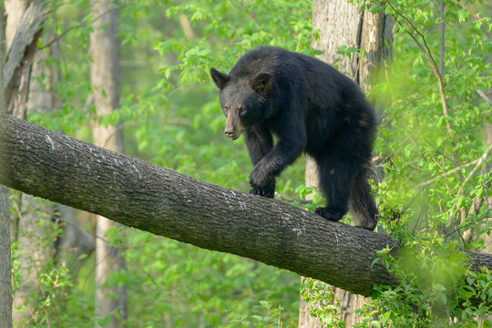 Black Bear Walking Across Fallen Log Beneath Forest Canopy