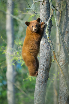 Cinnamon Black Bear Cub on Tree