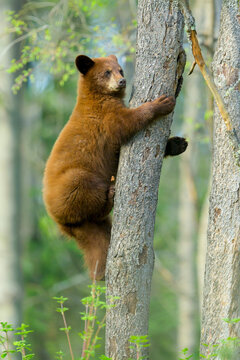Cinnamon colored black bear cub ascending tree in boreal forest