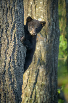 Black Bear Cub of the Year Clinging to Tree