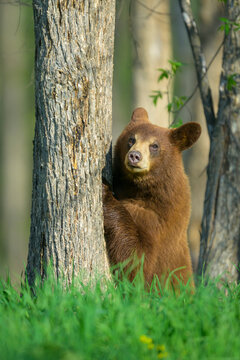 Cinnamon Black Bear Yearling Sitting Upright at Forest Edge