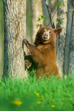 Cinnamon Color Morph Black Bear Yearling At Edge of the Forest