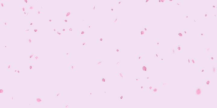 Flower petals drift and fall in the wind, separating from the black background. There's an alpha channel at the end of the clip.