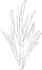 Fototapeta premium Illustration of Onion Graphic Element
