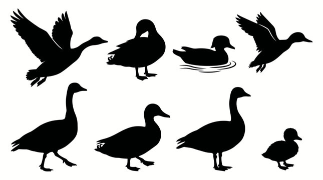 Duck and goose silhouette vector set featuring seven adult birds and one duckling in standing, swimming, flying poses, waterfowl illustration inspiration