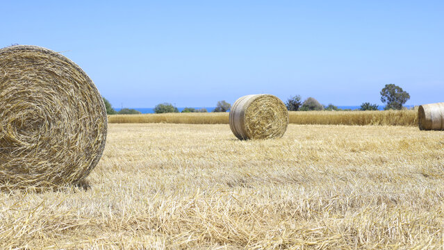 Golden Hay Bales Across Coastal Harvested Field