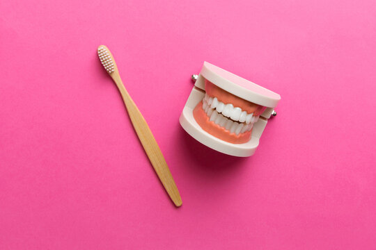 Closeup model of a human jaw with white teeth and Toothbrush. Dentistry conceptual photo. Prosthetic dentistry. False teet top view with copy space