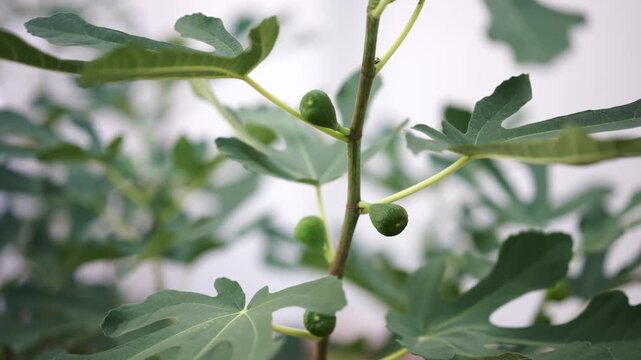 Young green figs growing on branch of fig tree in garden with selective focus and soft motion.