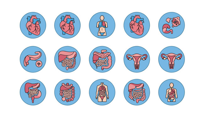 Set of fifteen human internal organ icons inside blue circles including heart lungs stomach and reproductive systems for health.