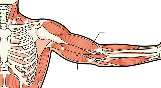 Detailed medical illustration of human arm musculature and bones showing the complex structure of the upper limb for anatomy study.