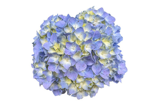Vintage periwinkle blue and green hydrangea flower isolated on white background