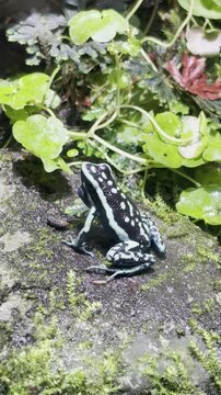 Poison dart frog puffing its vocal sac. Dendrobate calling.