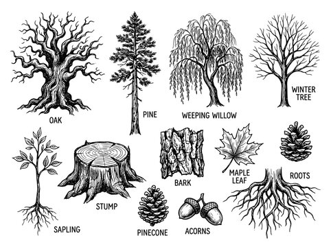 Hand drawn black ink sketch of tree species and botanical elements, oak pine and willow set isolated on white