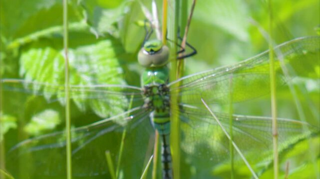 Emperor (Anax imperator) dragonfly perched on a reed in the summer sunshine. Taken at Forest Farm