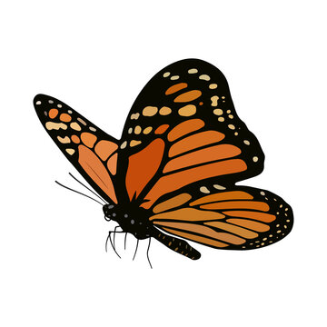 Monarch butterfly insect illustration with orange wings and black intricate patterns isolated on plain white background showing beautiful natural details of delicate creature for graphic design.