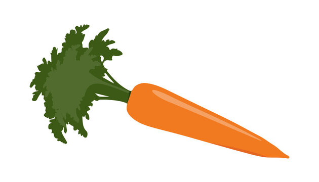 Fresh orange carrot vegetable with green leafy top stems isolated on white background depicting healthy organic food ingredient for culinary projects and nutrition concept themes for creative.