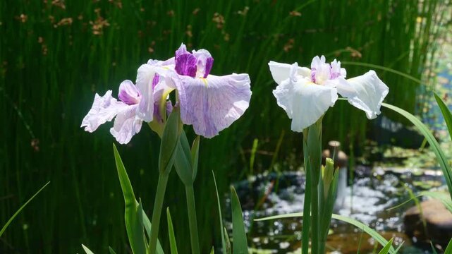 水辺の花」の写真素材 | 28,554件の無料イラスト画像 | Adobe Stock