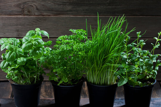 Four flowerpots with various herbs