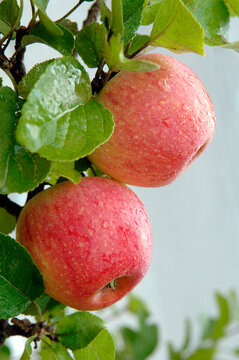 Germany, Bavaria, Tree with apples, close-up