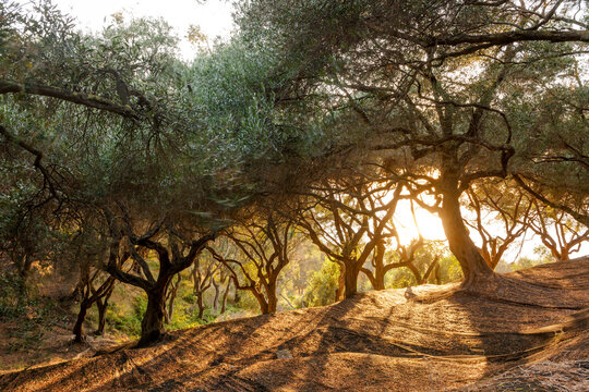 Greece, Corfu, olive orchard at sunset