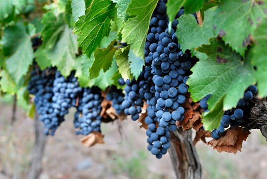 Argentina, Mendoza Province, Maipu, grape variety Malbec vine